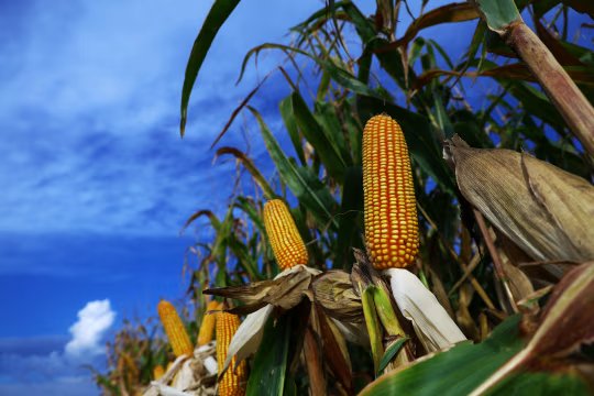  全球化肥市场暗流：区域动荡引发的供应危机揭秘 股票财经 全球化肥市场暗流：区域动荡引发的供应危机揭秘 股票财经