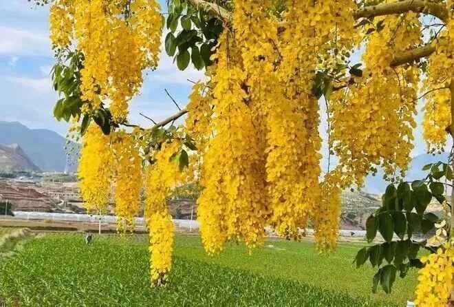  【技术解构】书画圈泡沫破裂背后的深层逻辑与破局路径 书画藏品