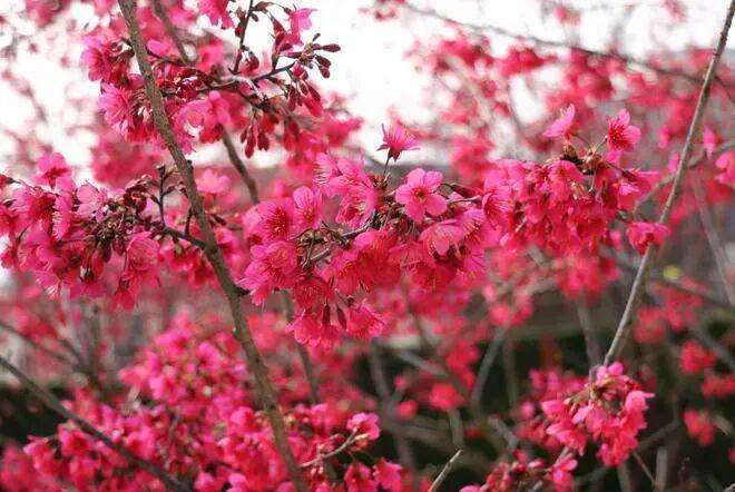  【技术解构】书画圈泡沫破裂背后的深层逻辑与破局路径 书画藏品